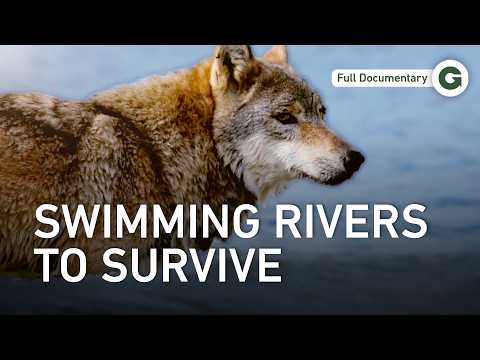 The Wolf Odyssey Continues: What Pushes Them Beyond All Limits? | Full Documentary