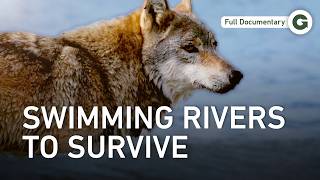 The Wolf Odyssey Continues: What Pushes Them Beyond All Limits? | Full Documentary