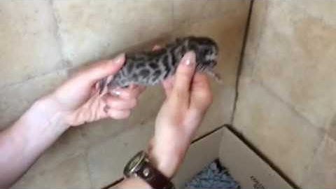 Video 658701: bengal cat kitten, silver spotted bengal kitten