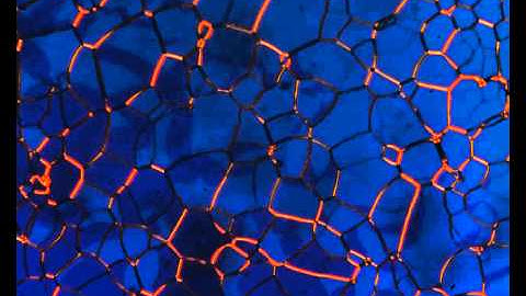 Liquid crystal phase transition