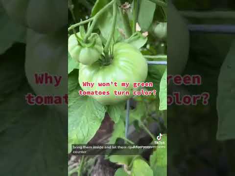 Video: Tomater ikke modne indeni - hvorfor er nogle tomater grønne indeni