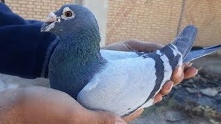 Raching hummer pigeons show in bangladeshi farm