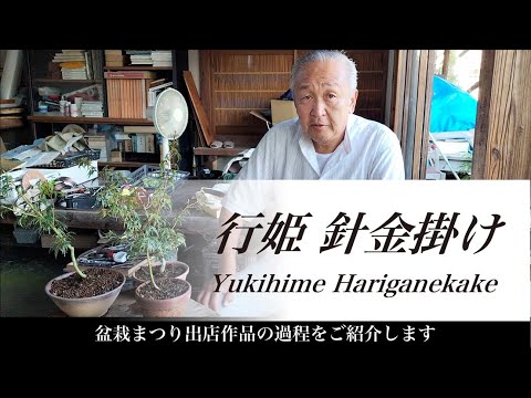 盆栽まつり2022】出品盆栽の紹介 行姫 (松古園) - YouTube