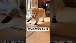 初めての靴の練習を頑張る犬🐶　　#ゴールデンレトリバー #大型犬　#犬　#犬のいる暮らし #かわいい犬