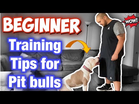 How To Train Your Pit Bull For Beginners!