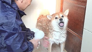 Things that happen when you entrust shiba inu shower to father