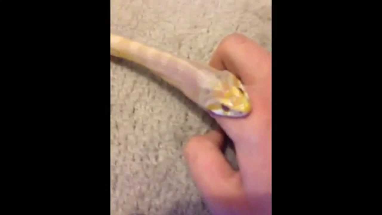 Snake eats finger YouTube