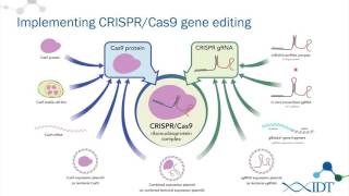 Struggling with low editing efficiency or delivery problems? idt has
developed a simple and affordable crispr-cas9 solution that
outperforms other methods. i...