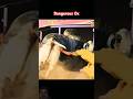 dangerous ox #cowvideos #dangerous #youtubeshorts #viralreels #viralshort #unfrezzmyaccount #1m #2m