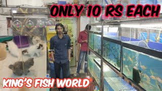 king's fish world on fishes in Hyderabad | sabse saste Persian cats in Hyderabad