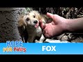 This Hope For Paws rescue video will have a DOG, a FOX and a PIG!!!  WATCH until the end  :-)