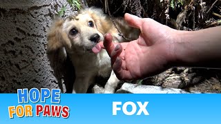 This Hope For Paws rescue video will have a DOG, a FOX and a PIG!!!  WATCH until the end  :) #story