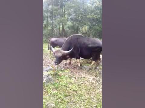 Mithun,the state animal arunachal pradesh - YouTube