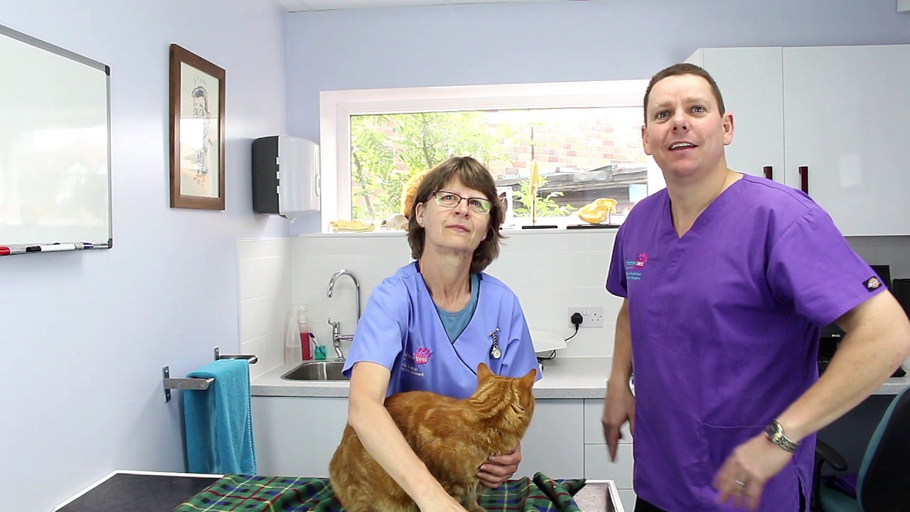 How To Give Your Cat A Tablet - YouTube