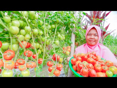 Video: Varieti tinggi tomato untuk rumah hijau. Penerangan tentang varieti dan ciri penanaman