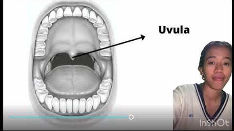speech organs and their function