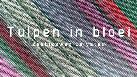 Tulpen in bloei (Lelystad, Zeebiesweg) | Drone Video 4K