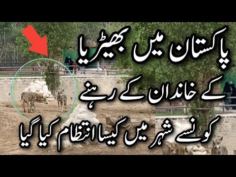 A natural life for the wolf in pakistan zoo effort and try - YouTube