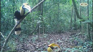 Great Hornbills caught on camera traps, feasting on earth worms in Khao Sok National Park