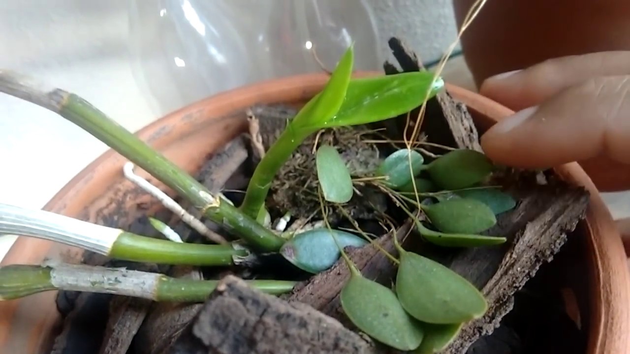 ORQUÍDEAS FLORESCENDO - thptnganamst.edu.vn