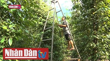 Xây dựng nông thôn mới gắn với tái cơ cấu nông nghiệp