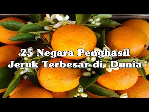 Video: Negara Mana Tempat Kelahiran Jeruk?