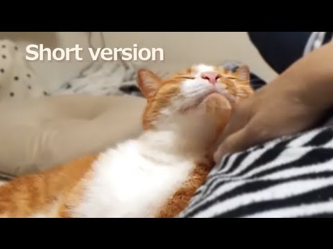 funny cats sleeping in weird positions compilation 2014 funnyplox 添い寝がしたい茶トラ猫「猫 おもしろ動画」