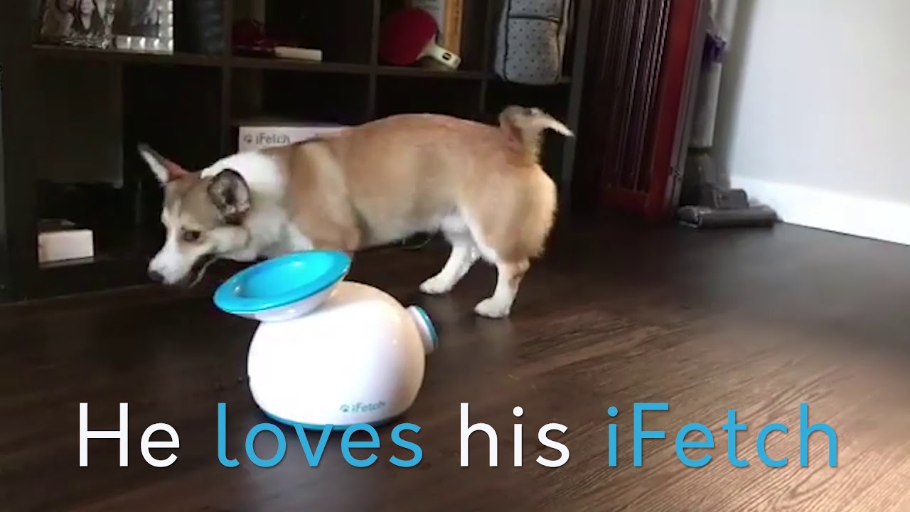 Corgi Learns to use iFETCH Ball Launcher - BEST DOG TOY 