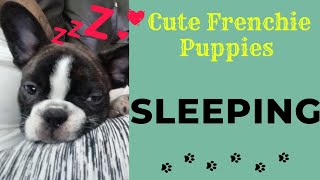 Cute Piles of SLEEPING PUPPIES 😴⚠️ #cute #baby #puppy #funny #love #shortsfeed #dog  #viralvideo by Cute Frenchie Puppies  73 views 5 days ago 2 minutes, 13 seconds