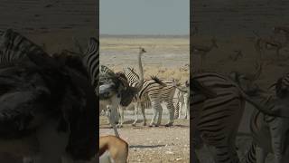 Kehidupan Satwa Liar Di Afrika Safari