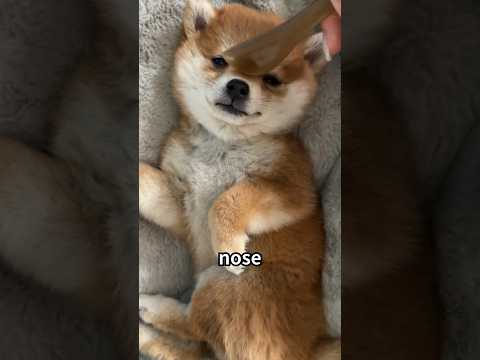 Dogs Ll Your Massage Facts 