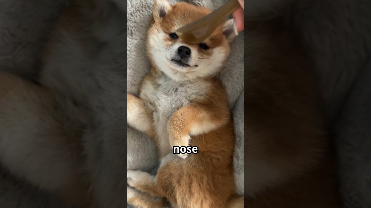 Dogs'll ❤️ Your Massage!!🐶 