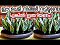 Snake plant നട്ടിട്ടുണ്ടോ എങ്കിൽ ഇതു അറിഞ്ഞിരിക്കണം|sansaveria|indoor plants malayalam|ila chedikal