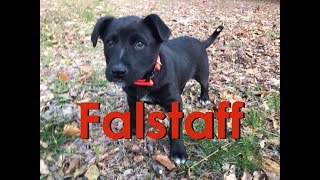 My Foster Puppy, Falstaff by snuggliepuppy 1,049 views 6 years ago 1 minute, 40 seconds