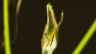 Macro - spider lily opening with motion control