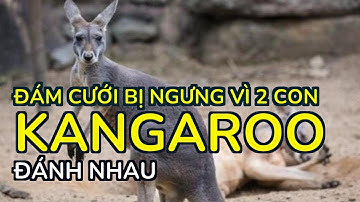 Đám cưới bị ngưng vì 2 con kangaroo đánh nhau