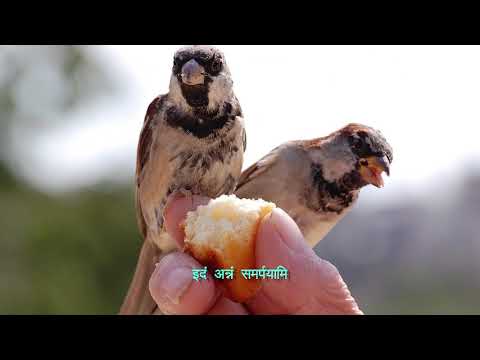 वीडियो: एक पक्षी को कैसे वश में करें