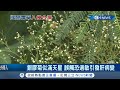 路邊野草別想亂採！國際毒草"銀膠菊"美麗外表下毒嚇人！民眾若不知情碰觸嚴重恐引發...│記者 許書維 蔡文淵│【台灣要聞。先知道】20200812│三立iNEWS