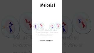 Meiosis Animation #science #medical #cellcycle #cellbiology #meiosis #celldivision #recombination