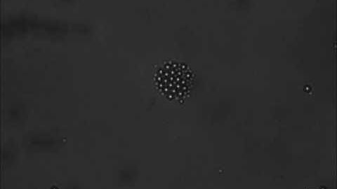 Separation of particles by AC frequency change in an opto-electrokinetic technique