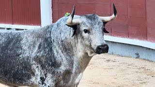 Salida 3º toro (sobrero) de LOS MAÑOS: "PEINADOR" - 13-abril-2025 - Las Ventas