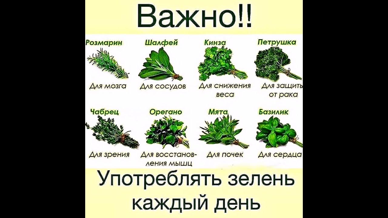 Пряные травы фото с названиями