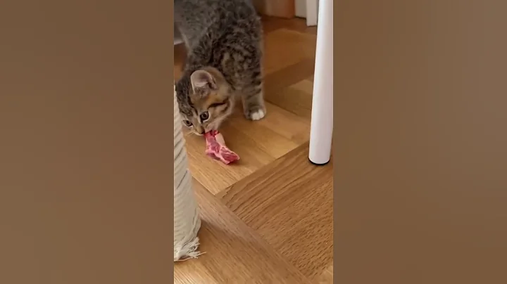 Video 10717671: cats reaction funny pets, pets cat babies funny, cat pet fun, cat funny pets love, cat eating