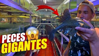 La Bodega De Peces Con Más Especies En Colombia