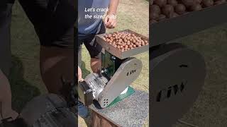 macadamia nut sizer & nut cracker.