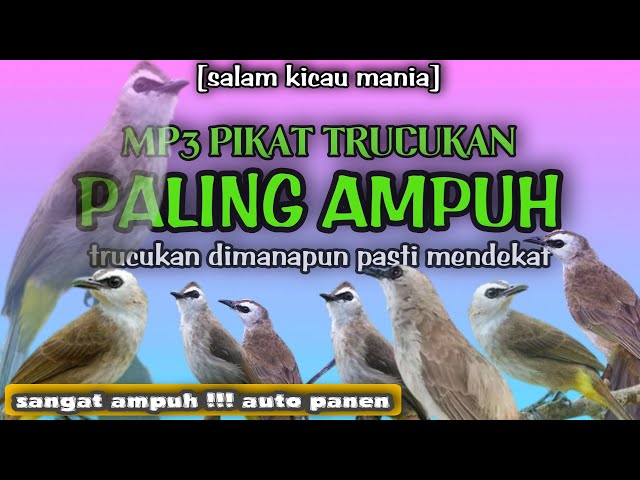 Suara Pikat Trucukan Paling Ampuh Terbaru || Dijamin Mendekat Anti Lepas class=