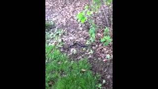 Mr. Snake Gets a Snack
