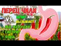 Перец ЧИЛИ 🌶 Неужели им можно лечить гастрит, язву и рак желудка? 🦀