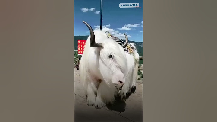 Amazing Transformations: Horse, Cow & Camel 🐎🐄🐪 #AnimalJourney #WildlifeMagic #NatureShorts