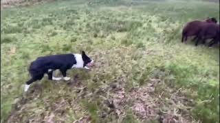 Cap THE WORKING BORDER COLLIE SHEEPDOG IN TRAINING by Northern lights BORDER COLLIES 217 views 1 year ago 39 seconds